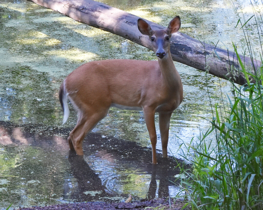 Take A Mobile Nature Scavenger Hunt In Sindt Woods Near The Riverwalk 
