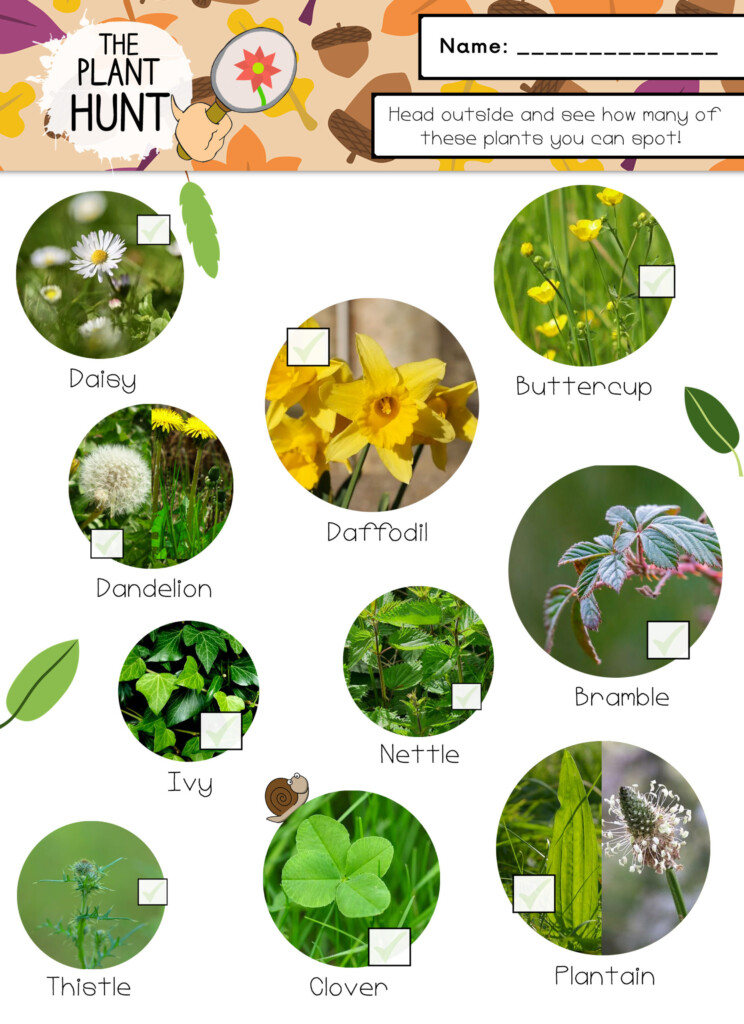 The Plant Scavenger Hunt Educate Outside